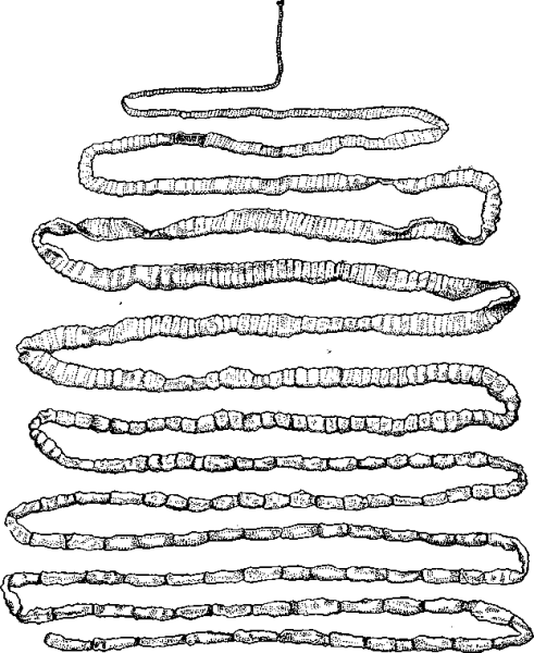 Строение стробилы ленточных червей