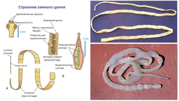 Бычий цепень протонефридии