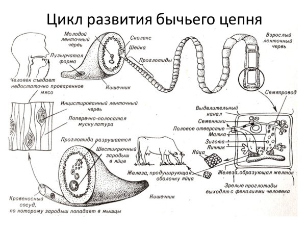 Строение и цикл развития бычьего цепня