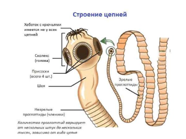 Внутреннее строение свиного цепня