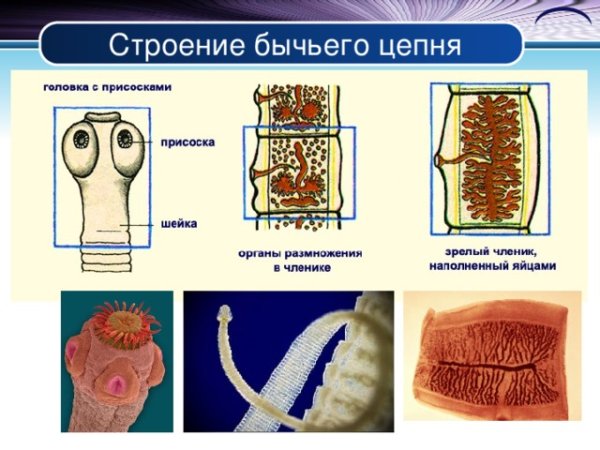 Ленточные черви свиной цепень строение
