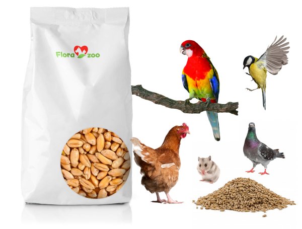 Зерно для птиц