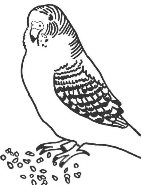 Волнистый попугай раскраска