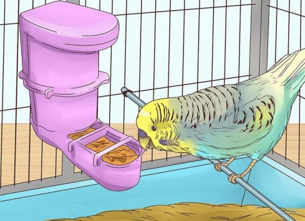 Клетка для попугая