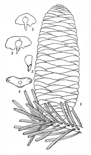 Пихта Сибирская шишка хвоя семя