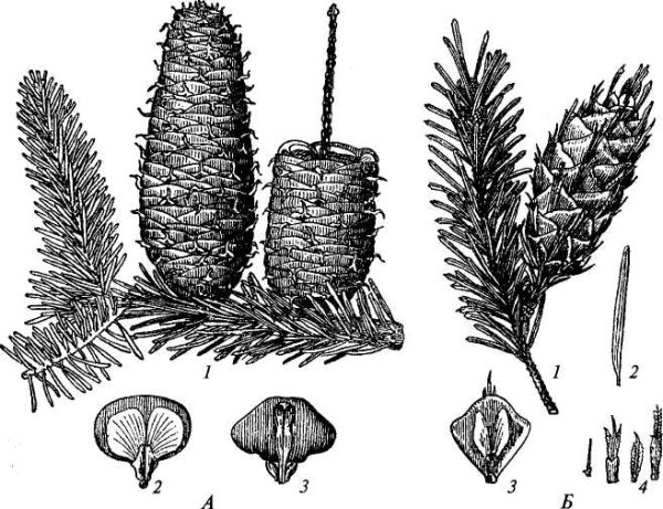 Чешуйки шишки пихты