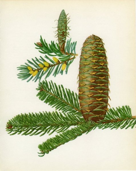 Пихта цельнолистная шишки