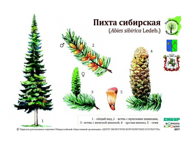 Пихта Сибирская строение шишек