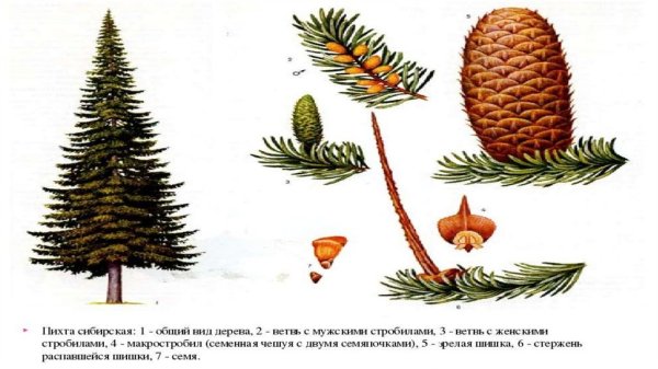 Голосеменная пихта Сибирская