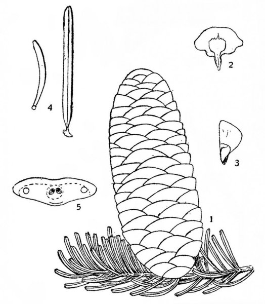 Пихта Сибирская семенные чешуи