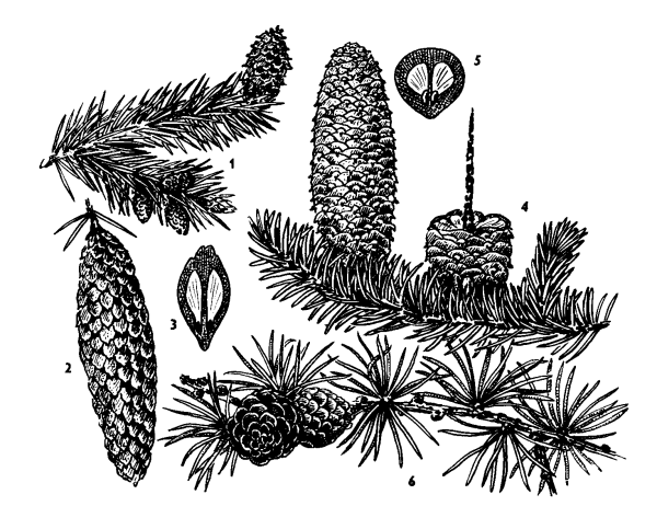 Пихта Сибирская стробилы