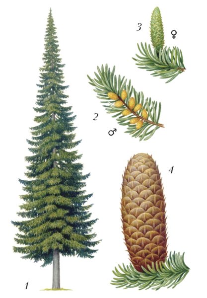 Пихта Сибирская