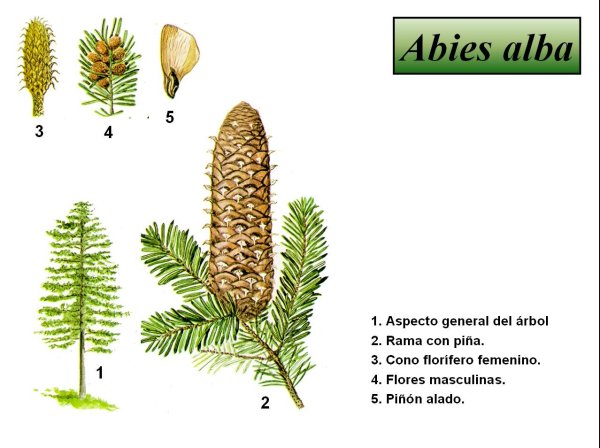 Сибирская пихта веточка