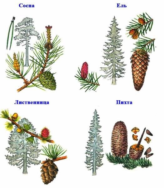 Семейство сосновые Pinaceae