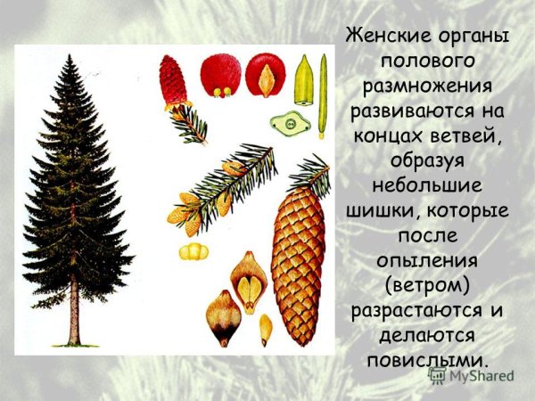 Cedrus libani шишка
