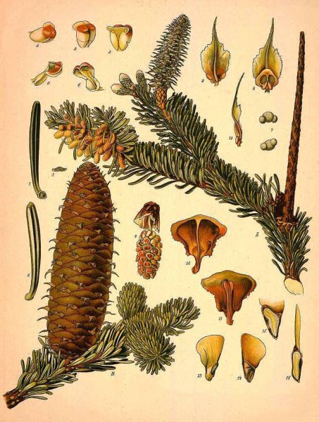 Шишки пихты