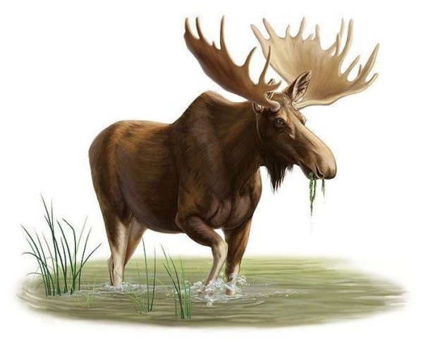 Лось для детей