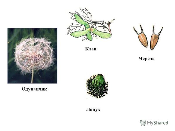 Строение плодов репейника