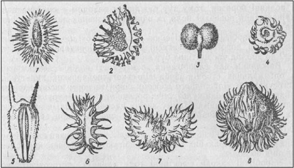 Строение плодов репейника