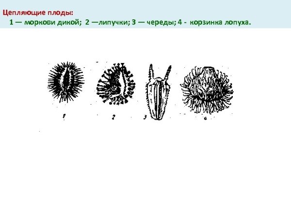 Строение плодов репейника
