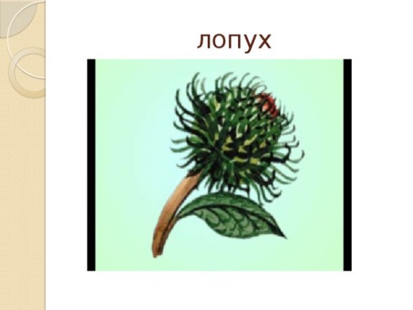 Плод лопух семянка