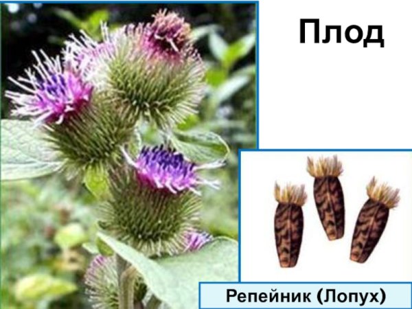 Строение плода репейника