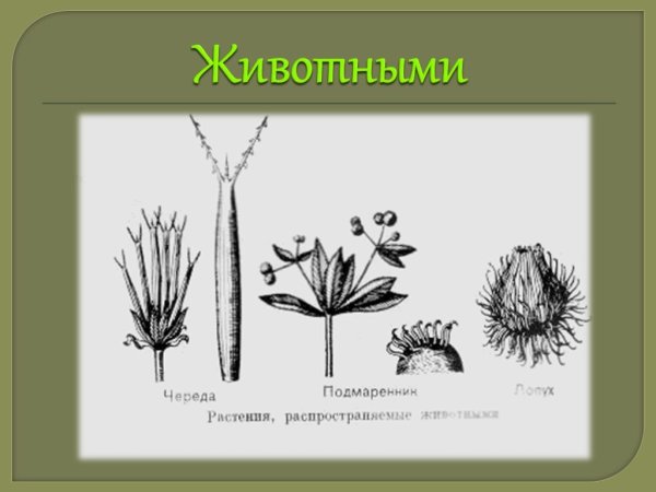 Семянка череды