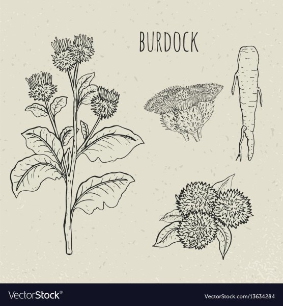 Строение плода клена