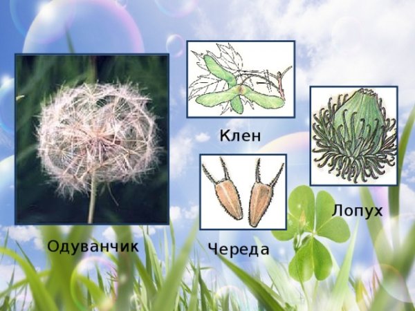 Строение плодов репейника