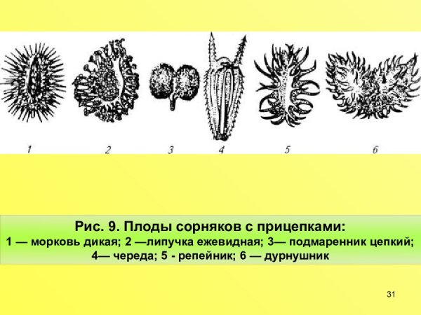 Плоды репейника рисунок