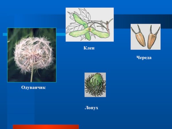 Плоды клена липы березы одуванчика