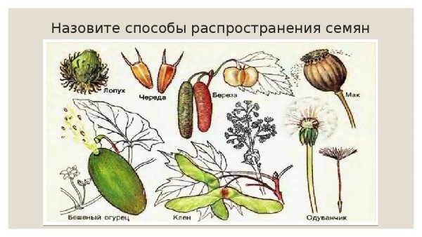 Строение плодов репейника