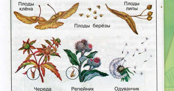 Плоды репейника и череды