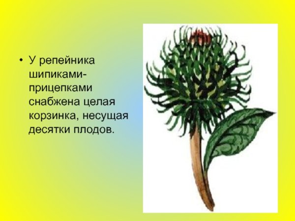 Семена лопуха и череды