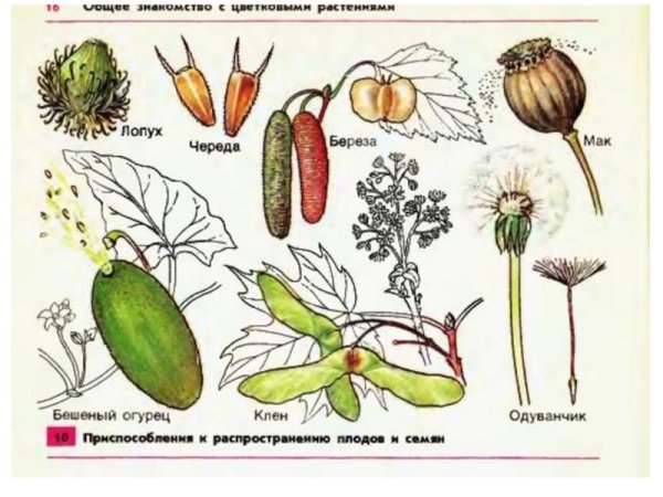 Строение плода бешеного огурца