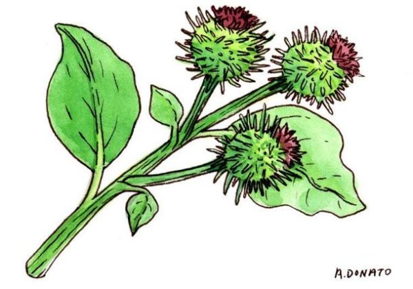 Лопух (Arctium),