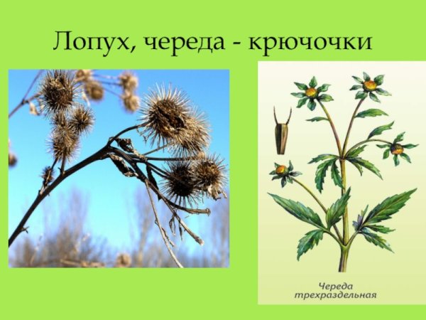 Лопух растение атлас определитель