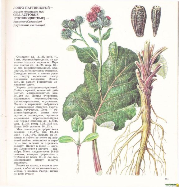 Строение плода лопуха