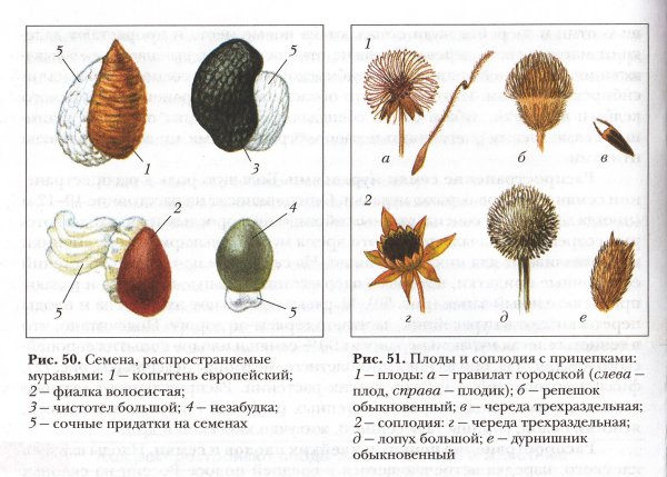 Чертополох векторное изображение