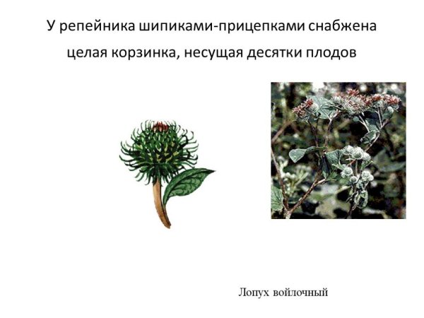 Гравилат плод многоорешек