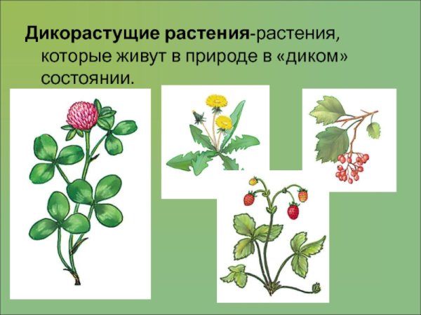 Дико растушиерастения