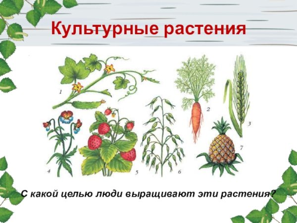 Дикие и культурные растения