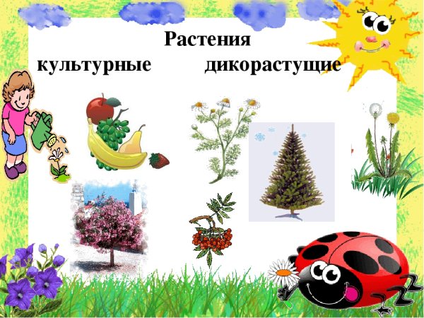 Дикорастущие растения для детей