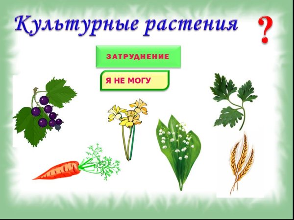 Культурное растение рисунок