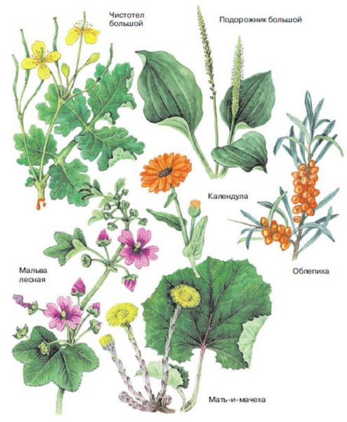 Дикорастущие лекарственные растения