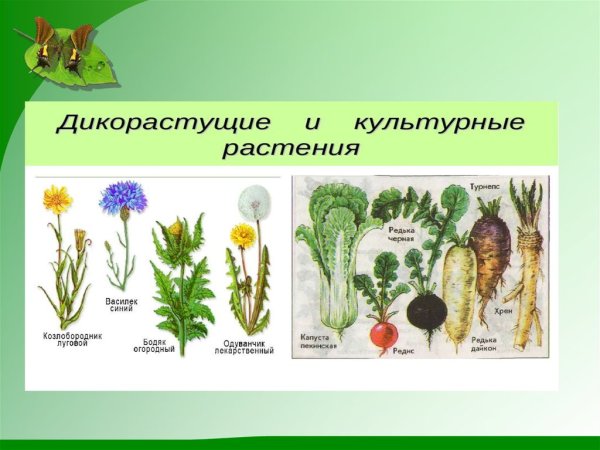 Цветы дикорастущие и культурные