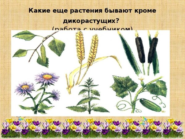 Садовые и дикорастущие растения