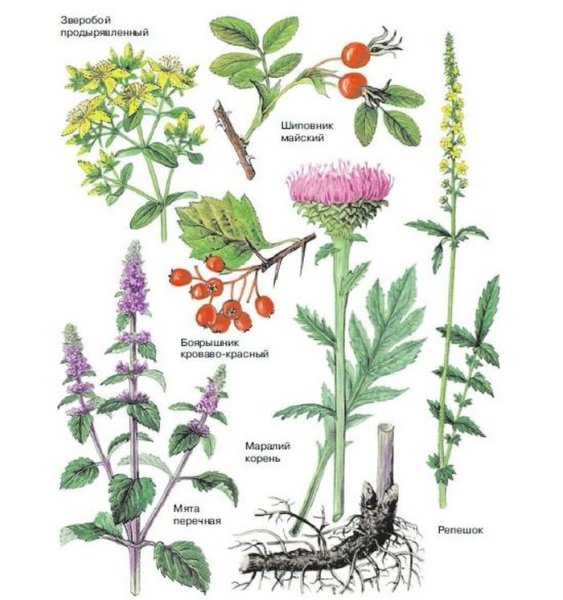 Дикорастущие растения травы названия