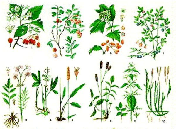Лекарственные дикорастущие растения в Башкортостане
