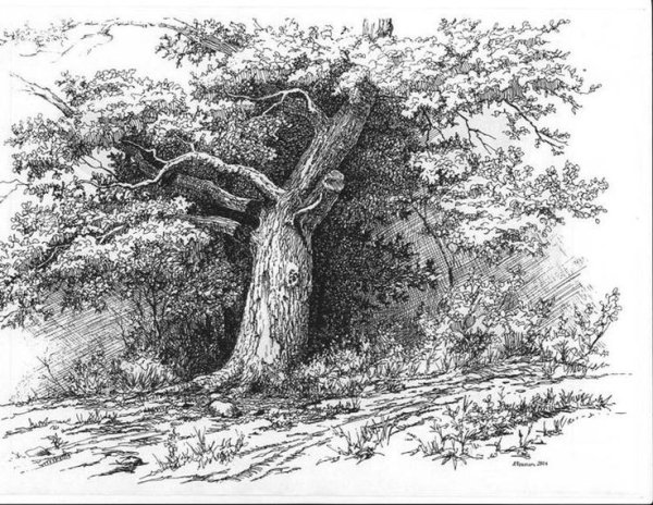 Шишкин дуб Графика